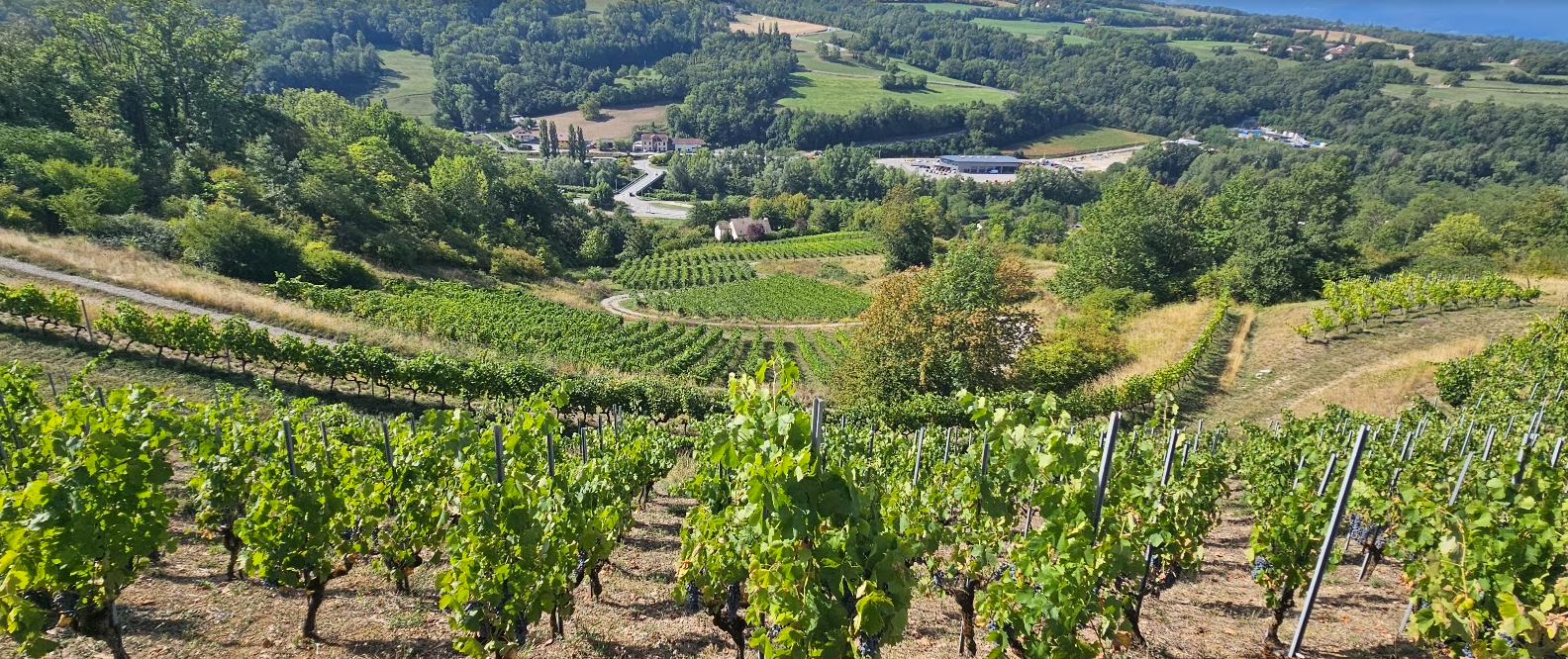 Steile wijngaarden bij Frangy in de Savoie