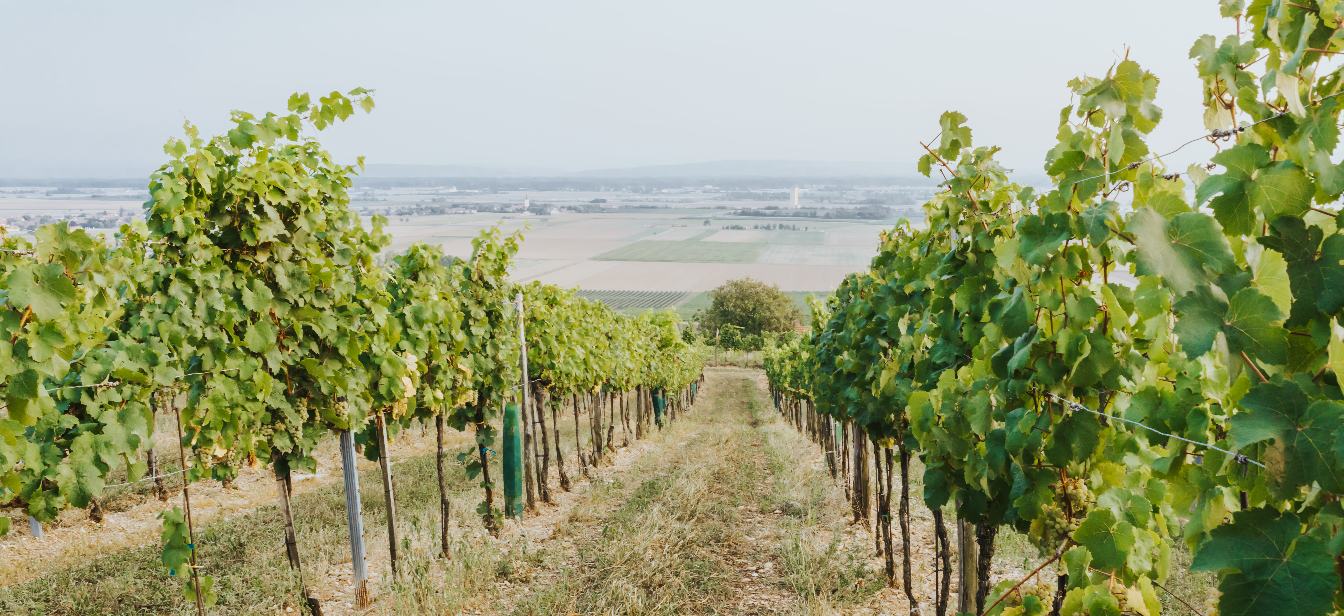 Wijngaarden Christoph Heiss - Kamptal