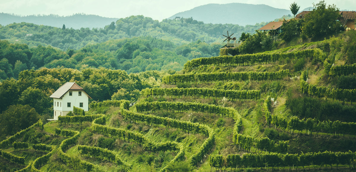 Steile percelen Vino Gross